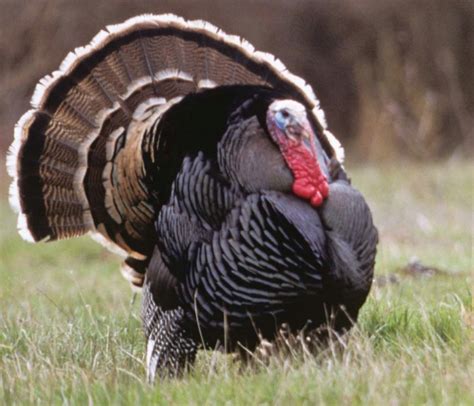 How To Hunt Hung-Up GobblersTurkey and Turkey Hunting