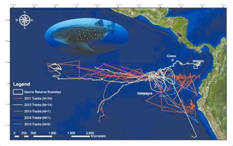 Tracks of 45 whale sharks tagged at Darwin Island, Galápagos Islands ...