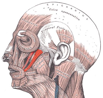 Zygomaticus minor and major muscles - NAVINA