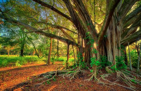 Sanctity of the Banyan Tree