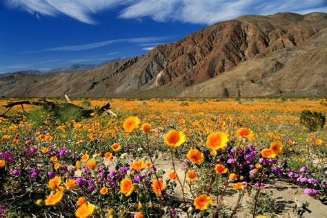 Anza-Borrego Desert State Park | California Suites Hotel