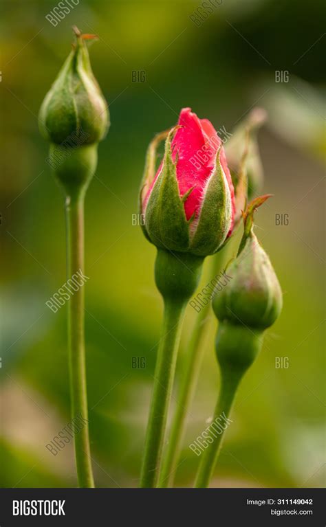 New Red Rose Bud. Image & Photo (Free Trial) | Bigstock