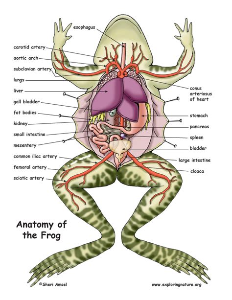 Frog Dissection Diagram and Labeling