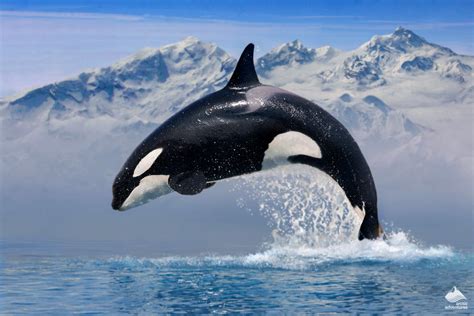 Whale Watching in Iceland Information | Arctic Adventures