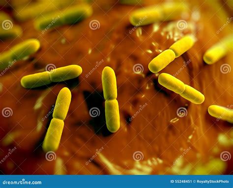 Lactobacillus Bulgaricus Bateria Stock Illustration - Illustration of ...