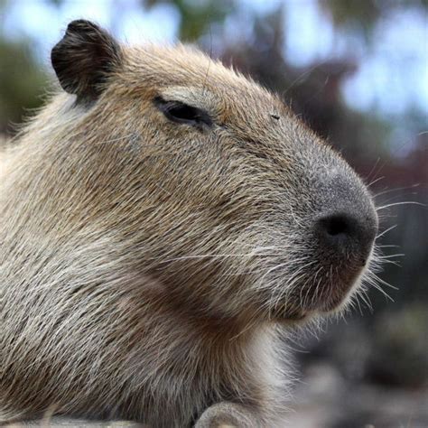 Capybara With Human