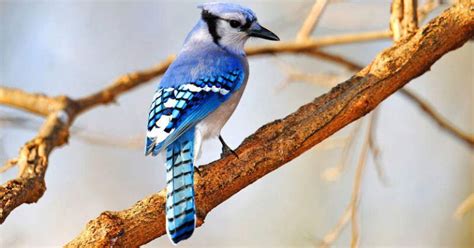 The Blue Jay Nest: Blue Jay Nesting Habits - Daily Birder