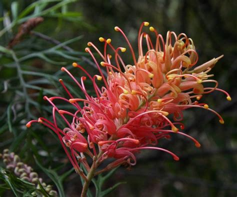 Grevilleas: how to grow and care for this Australian native Australian ...