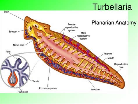 Planarian Anatomy