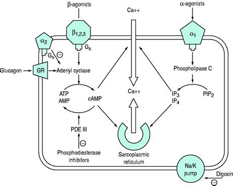 Inotropes and vasopressors | Anesthesia Key