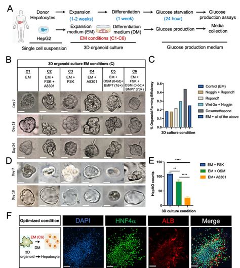 Human hepatic organoids in 3D culture. (A) Schematic of the single cell ...