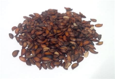 Tree seed - European Mountain Ash – TreeSeeds.ca