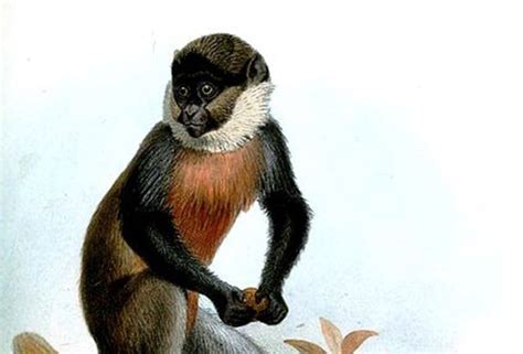 White throated guenon - Alchetron, The Free Social Encyclopedia