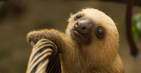 Baby Sloth: 5 Pup Pictures and 5 Facts - IMP WORLD