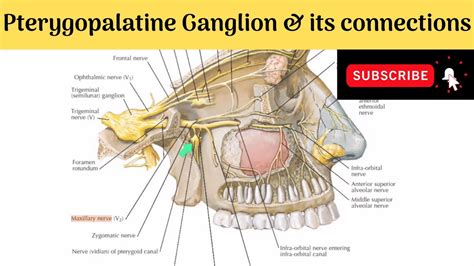 Nasopalatine Nerve Pterygopalatine Ganglion