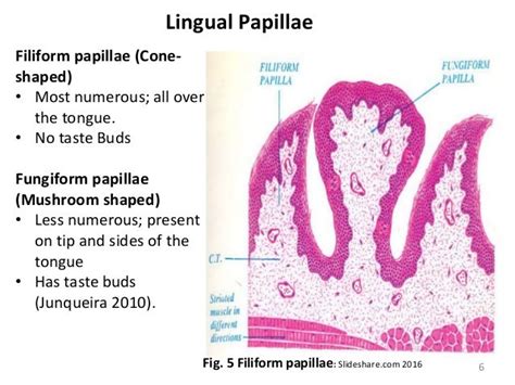 Tongue Labeled Slide