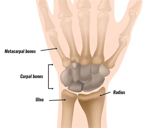 Wrist Anatomy - Bones, Ligaments, Muscles & Nerves