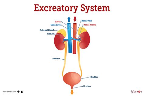 Excretory System (Human Anatomy): Picture, Functions, Diseases, and ...