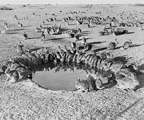 Rabbits introduced | National Museum of Australia