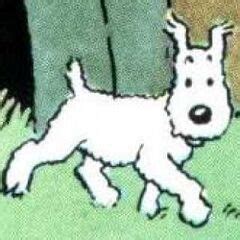 Snowy | Tintin Wiki | FANDOM powered by Wikia