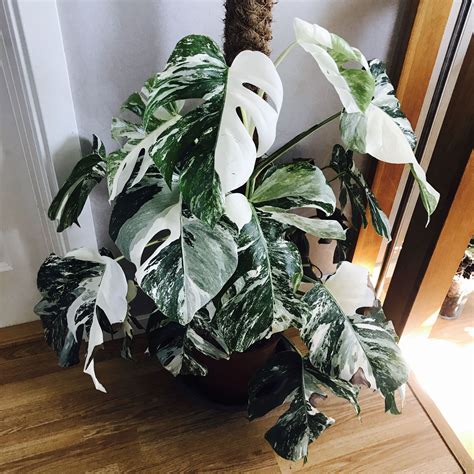 This is one of my Monstera deliciosa variegata. She is starting to ...