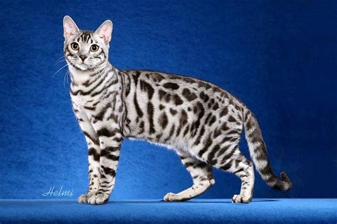 Bengal Cat Breeder in Sarasota, FL - Valleykatz Bengals