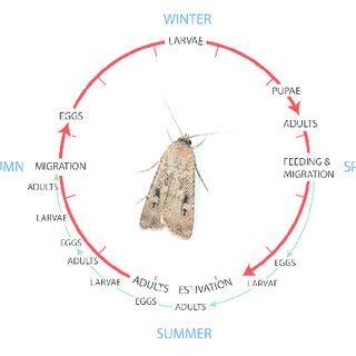 | The migratory routes of Bogong moths. (A) A map of Australia showing ...