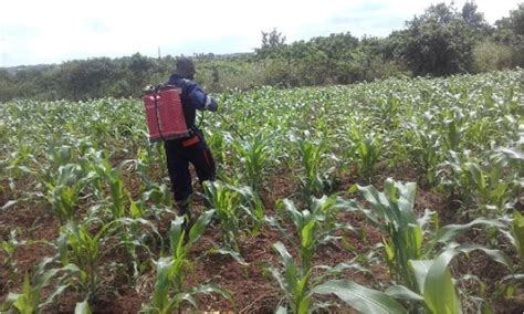 Spraying insecticide on maize crop in the field | Download Scientific ...