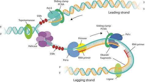 DNA replication - Online Biology Notes