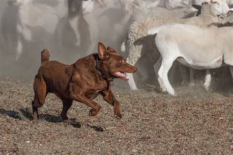 Australian Kelpie - Dog Breed Information