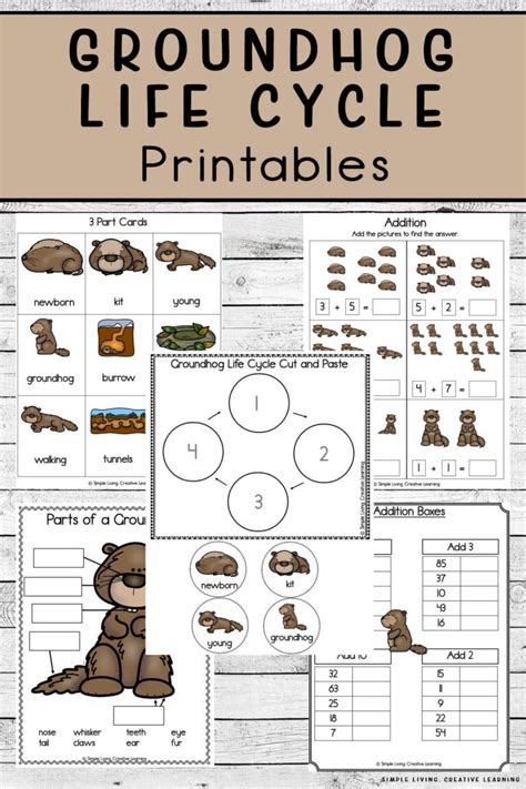 Groundhog Life Cycle Printables - Simple Living. Creative Learning