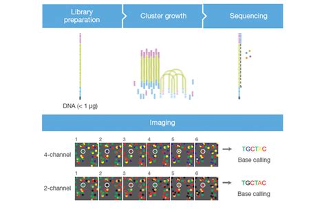 Illumina Dna Sequencing