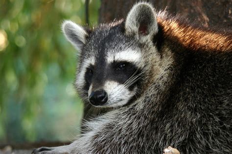 Racoon Raccoon Animal - Free photo on Pixabay - Pixabay