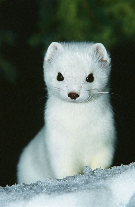 Animal Planet_White Ermine Pretty Animals, Cute Little Animals, Animals ...