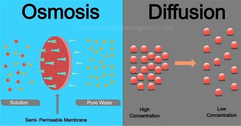 Difference Between Osmosis and Diffusion - Chemical Engineering World