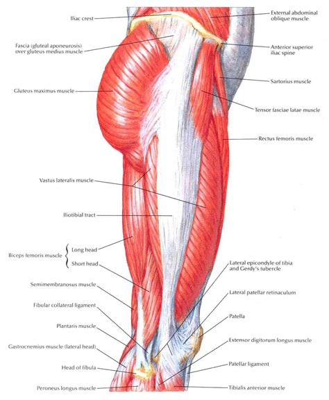 Knee Arthritis: Does Running Make It Worse | Lori Duncan PT