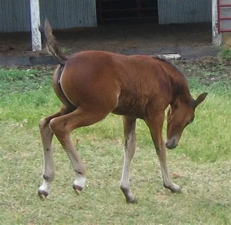 All About Baby Horses (with Cute Foal Photos) | LearningHorses.com