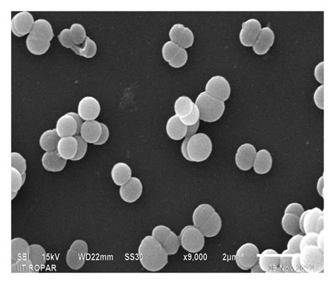 Pediococcus - MRGI - Microbiota Research Group of Iran