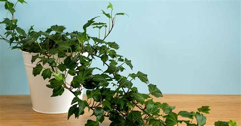 English Ivy Houseplants: How to Care For Hedera Helix Indoors