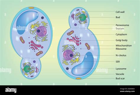 Songle cell hi-res stock photography and images - Alamy