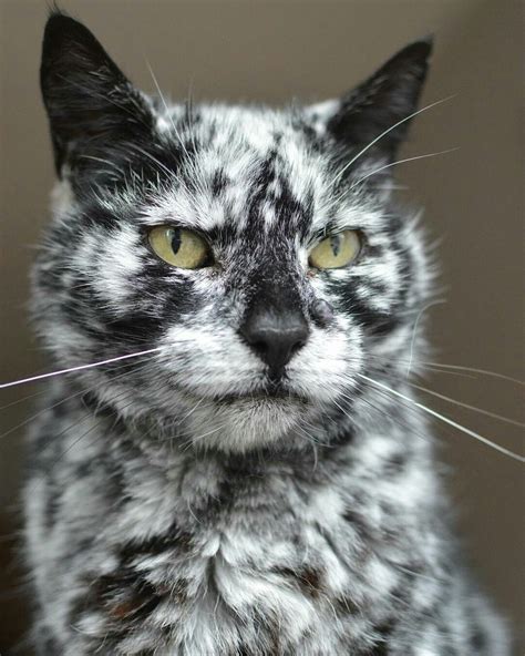 Black cat with vitiligo condition. Handsome guy. : r/pics