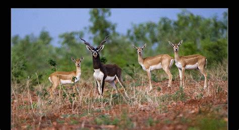 canis: Ranebennur blackbuck sanctuary- once home for the Great Indian ...