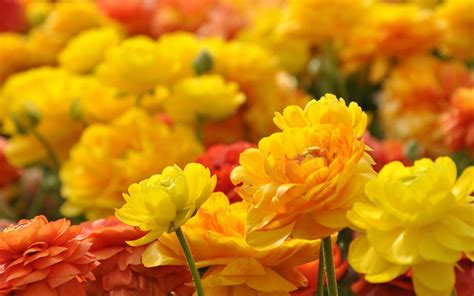 Yellow Flowers HD Wallpapers - Top Những Hình Ảnh Đẹp