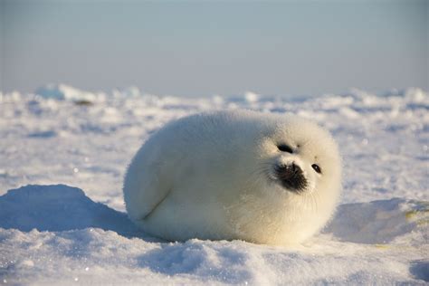 Look at the fluffy chunky boy : r/seals