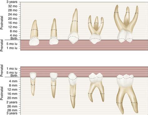 3: The Primary (Deciduous) Teeth | Pocket Dentistry