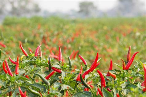 Growing Hot Peppers – How To Grow Chili Peppers At Home | Gardening ...