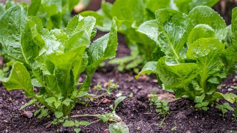 Growing Endive: Planting, Caring For, and Harvesting This Versatile Green