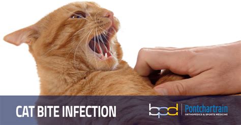 Cat Bite Infection - Risk of Cat Bite to the Hand | Brandon P. Donnelly, MD