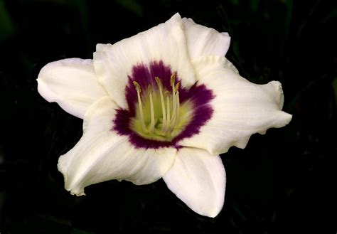 White Tiger Lily. Photograph by Chris Kusik