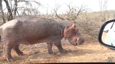 Scary moment hippo charges and attacks car in Kruger